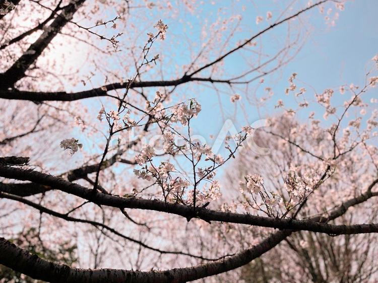 ソメイヨシノと空 ソメイヨシノ,桜,咲くの写真素材