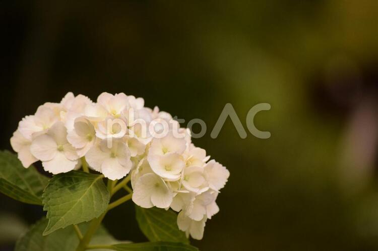 三室戸寺のアジサイ.2 アジサイ,紫陽花,三室戸寺の写真素材