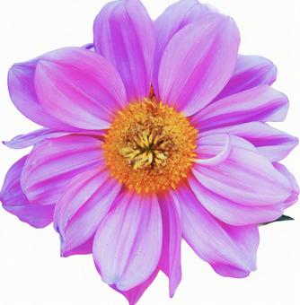 ピンクのお花 ピンクのお花 花,ピンク,切り抜きの写真素材