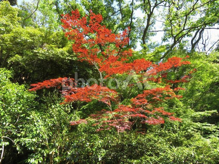 一部、葉が赤いままの自然公園風景 植物,葉,緑の写真素材