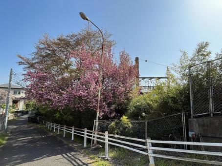 Cherry blossoms along the path, JPG