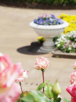 薔薇の花とプランターの写真