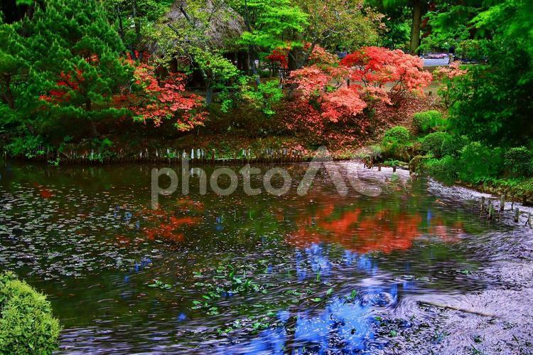 春の公園のイメージ 公園,春,自然の写真素材