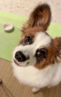 ごはんおかわりの催促をする犬 ごはんおかわりの催促をする犬の写真