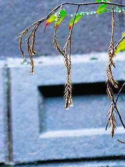 木々から落ちるクールな壱雫空 クール,木,枝の写真素材