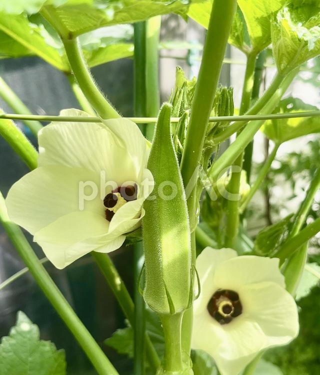 美しい花と実　オクラ オクラ,おくら,花の写真素材