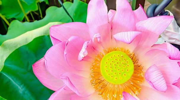 蓮の花のアップ 蓮の花のアップ 蓮,花,ハスの写真素材