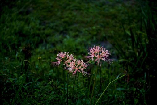 ナデシコ色の彼岸花の写真
