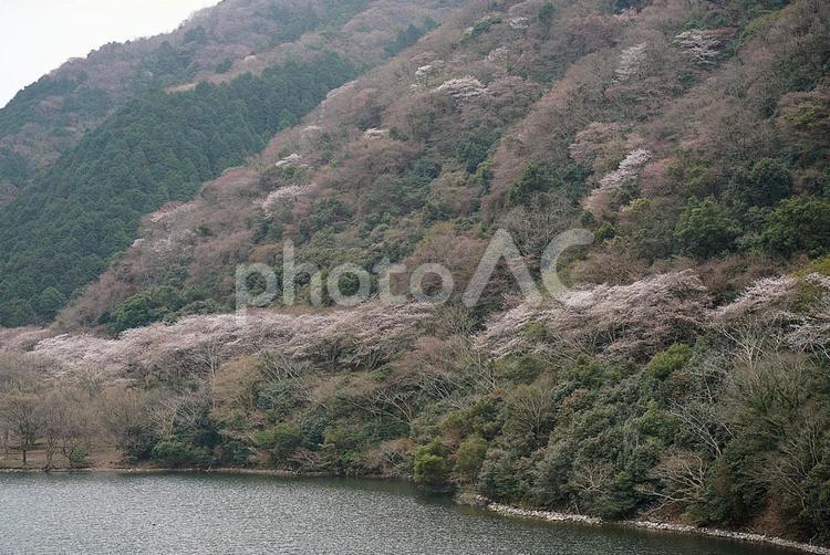 諭鶴羽ダム86　ダム湖と桜 兵庫県,南あわじ市,諭鶴羽ダムの写真素材