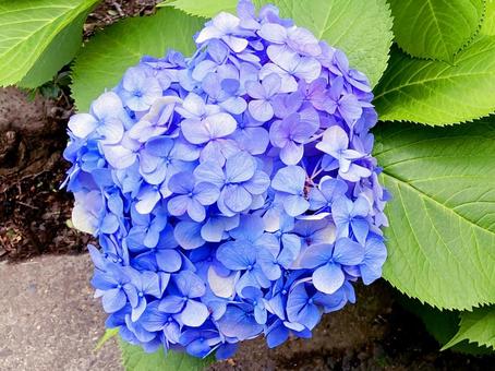 紫陽花 紫陽花の写真