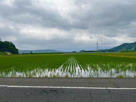 Photo, paddy field, sky, natural, 