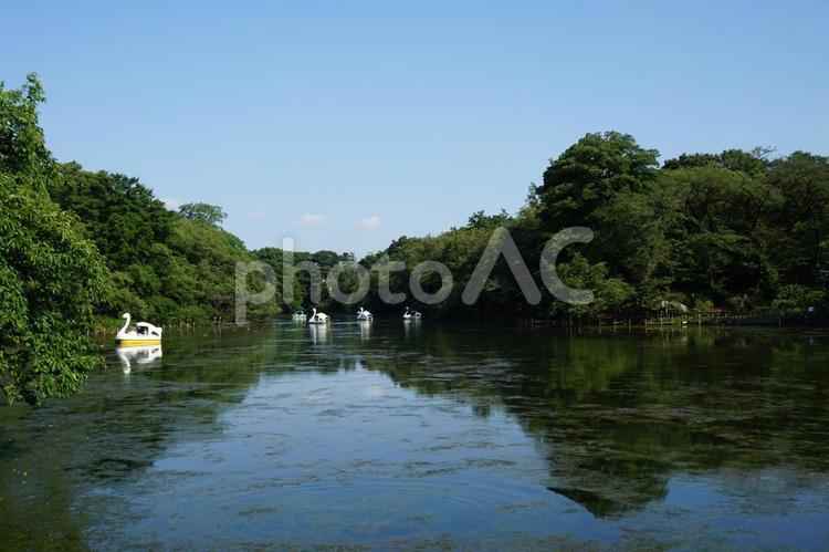 井の頭公園　ボート池のスワンボート 井の頭公園,公園,ボート池の写真素材