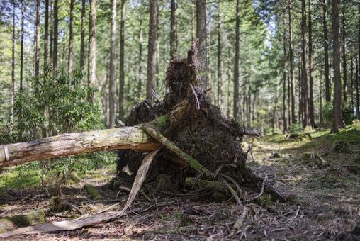 森の中にあった倒木 森の中にあった倒木の写真