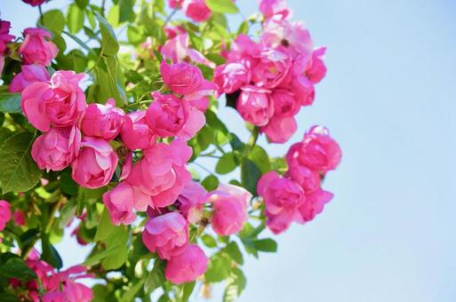 ピンクのバラと青空 バラ,青空,花の写真素材