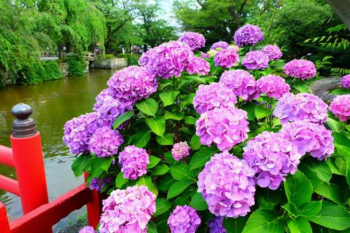 紫陽花 紫陽花の写真