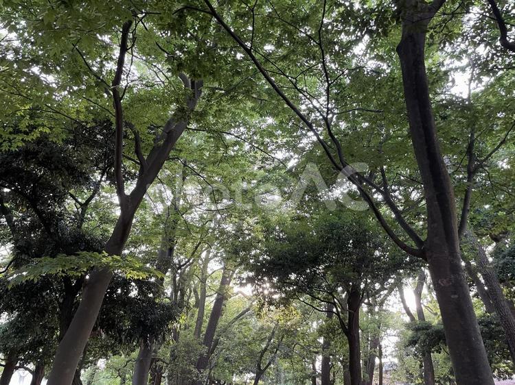 新緑からの木漏れ日 森林,森,林の写真素材