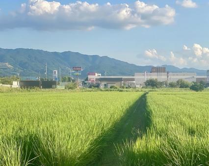夏の晴れの日の田んぼ 夏の晴れの日の田んぼ 田舎,夏,空の写真素材