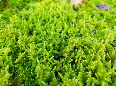 Photo, moss, green, fresh, 