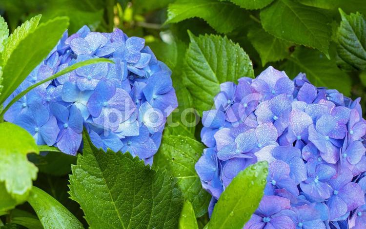 雨上がりの満開の青紫色のあじさいの画像 あじさい,花,紫陽花の写真素材
