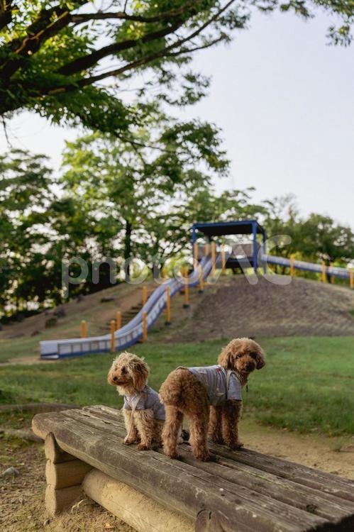 夏の公園で散歩するトイプードル トイプードル,トイプー,パピーの写真素材