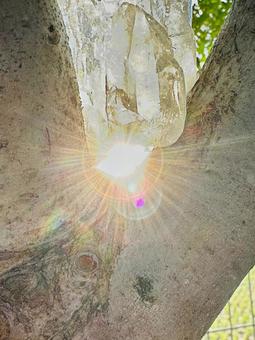 神聖な目覚め 自然,木,癒しの写真素材