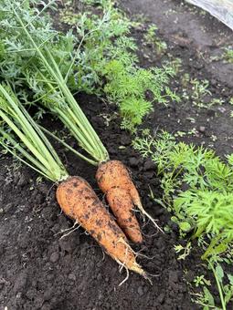 市民農園の人参の収穫 市民農園の人参の収穫 人参,キャロット,食べ物の写真素材