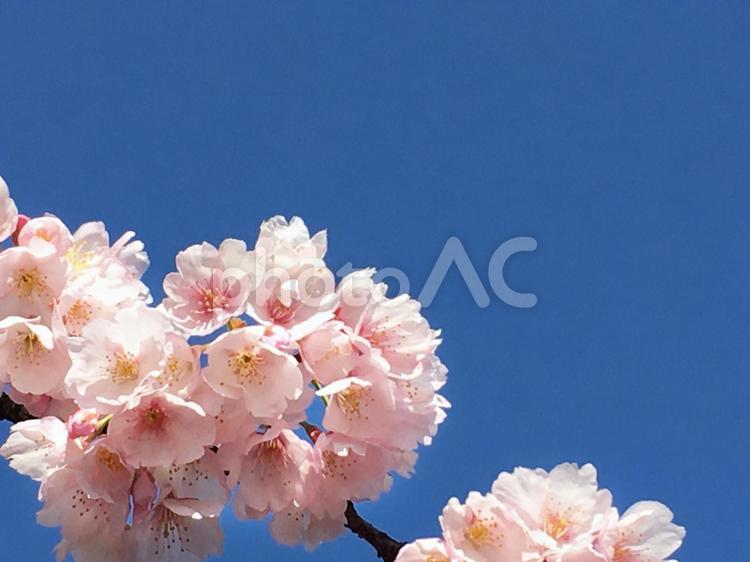 春のイメージ　桜のフレーム 卒業,入学,入園の写真素材