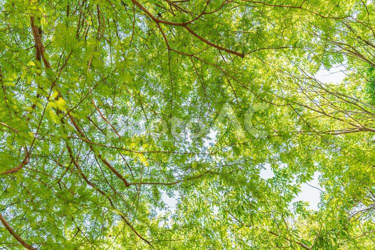 夏の爽やかな自然のイメージ 緑,ナチュラル,休日の写真素材