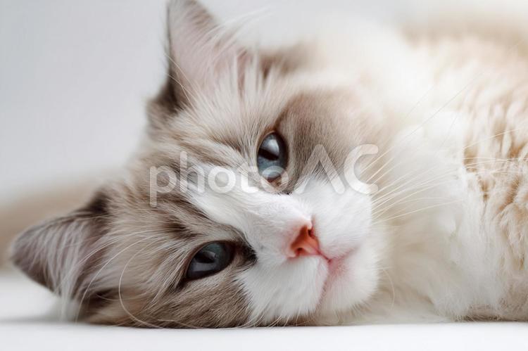 頭を少し傾けて横たわる可愛いラグドール猫 ラグドール,猫,ネコの写真素材
