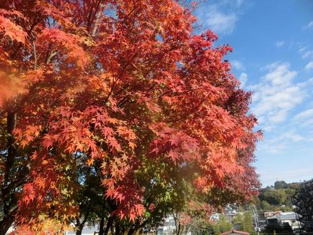 Autumn leaves season, JPG Autumn leaves season, JPG