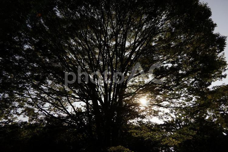 木漏れ日 木漏れ日,夕日,背景の写真素材