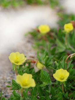 Photo, evening primrose, bead at night, flower, 