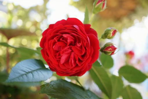 薔薇 薔薇の写真