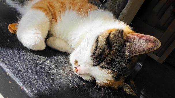 お昼寝する野良猫さん アップ お昼寝する野良猫さん アップ 猫,動物,かわいいの写真素材
