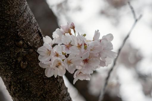 桜 桜の写真