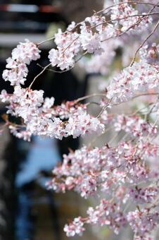 水辺の桜の花 水辺の桜の花の写真