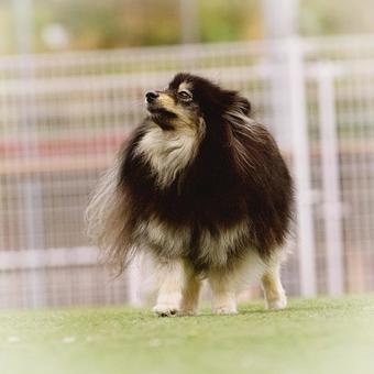 Pomeranian close up, JPG Pomeranian close up, JPG