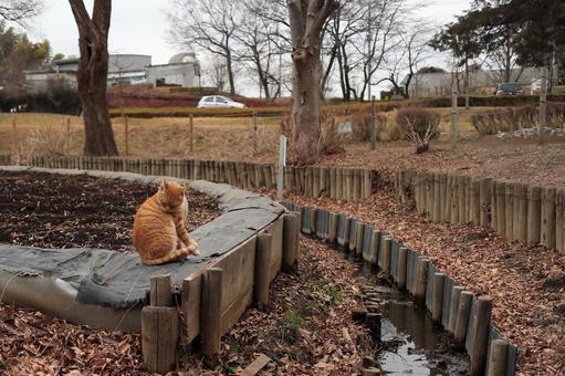 猫のいる風景 猫のいる風景 猫,野良猫,公園の写真素材