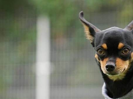 ワンコのポートレート 犬,ミックス犬,ワンコの写真素材
