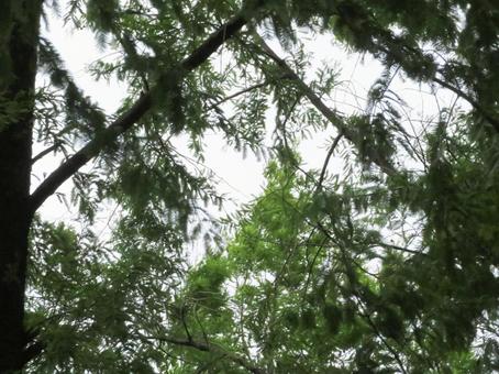 森の中 森の中の写真