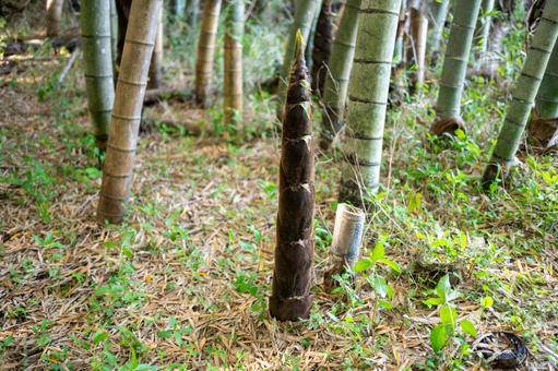 育ちすぎた筍の写真