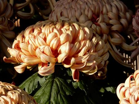 【風景写真】福山菊花展覧会の風景 キク,菊,菊花展の写真素材