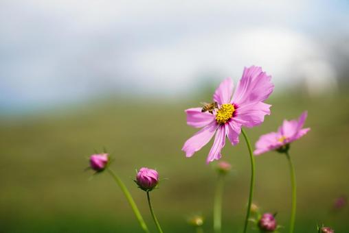 馬見丘陵のコスモス 風景,自然,秋の写真素材