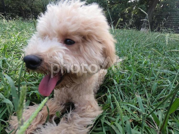 はしゃぐ犬 犬,イヌ,ドッグランの写真素材