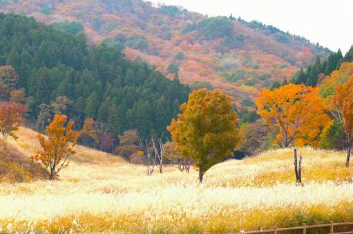 黄金のすすきの高原 すすき,秋,高原の写真素材