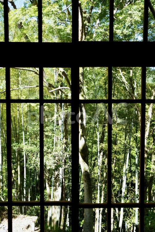 格子窓からの緑の景色 窓,格子,景色の写真素材