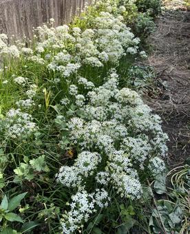 白い花 白い花 ニラ,白い花,群生の写真素材