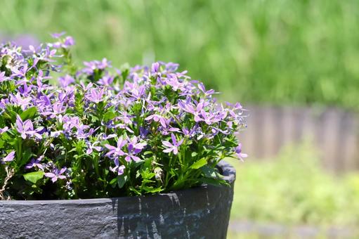 ナチュラルな背景壁紙素材（カンパニュラ） ナチュラル,壁紙,素材の写真素材