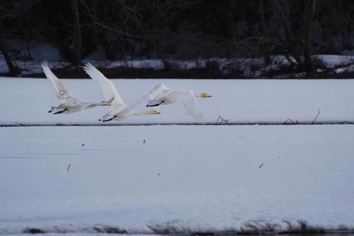白鳥 白鳥,雪,飛んでいるの写真素材