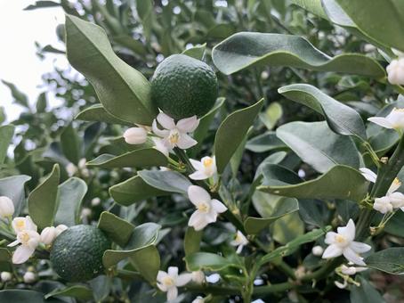 金柑の花の写真